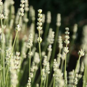 Lavandula x intermedia 'Edelweiß'
