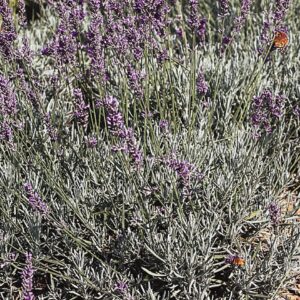 Lavandula x intermedia 'Grappenhall'