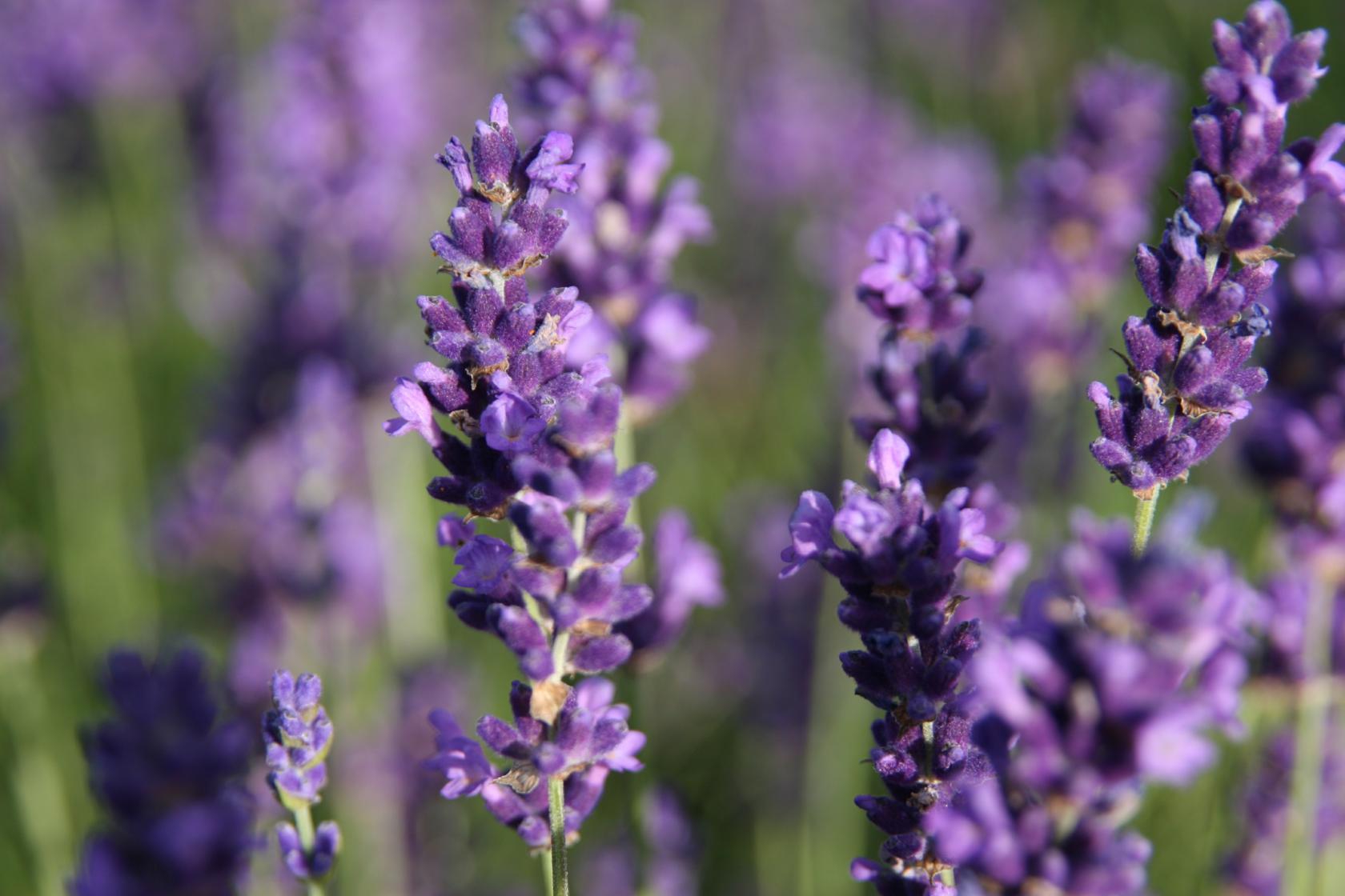 Lavandula angustifolia 'Hidcote Blue'