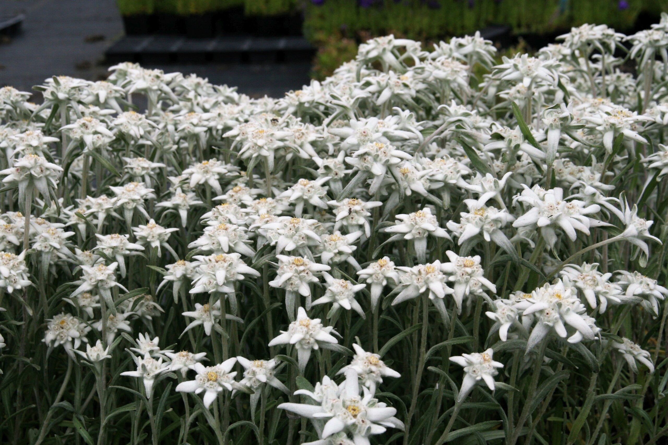 Leontopodium alpinum 'Zugspitze'
