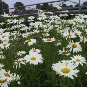 Leucanthemum x superbum 'Polaris'