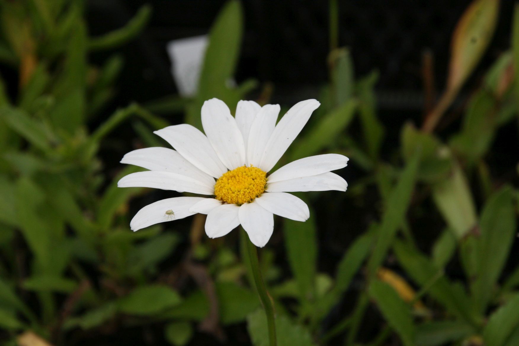 Leucanthemum x superbum 'Silberprinzesschen'