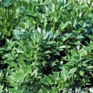 Levisticum officinale