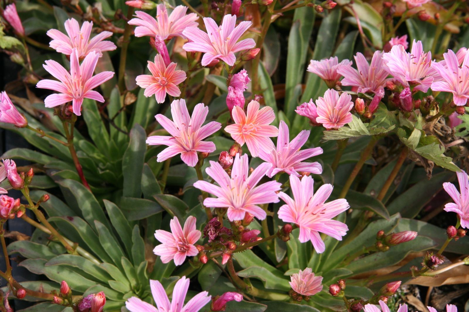 Lewisia longipetala 'Little Plum'