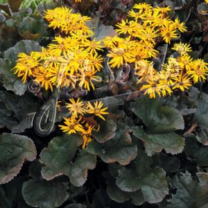 Ligularia dentata 'Midnight Lady'