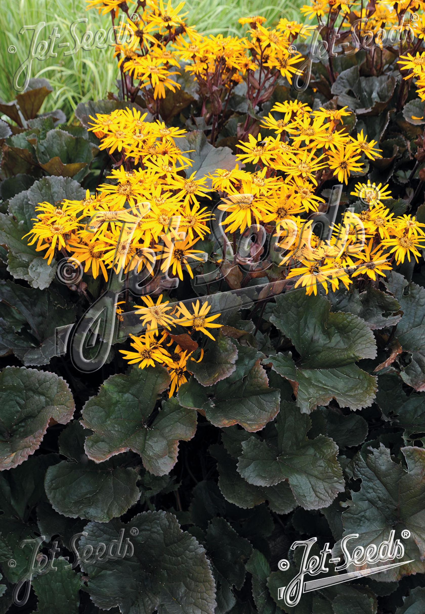 Ligularia dentata 'Midnight Lady'