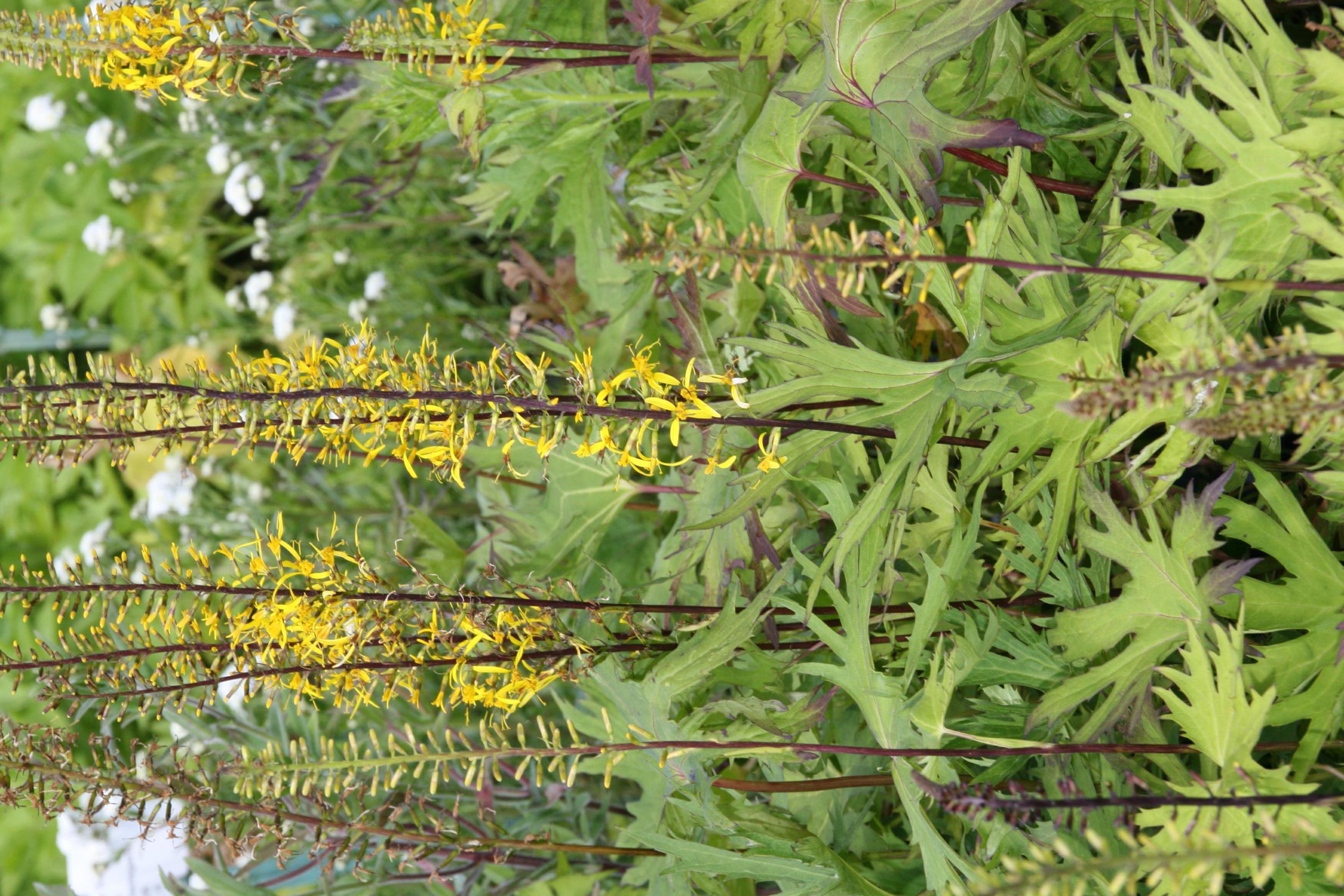 Ligularia przewalskii