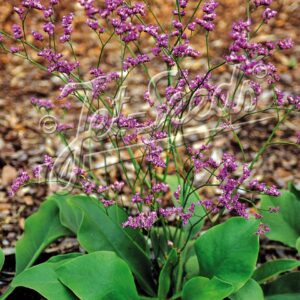 Limonium gmelinii ssp.hungaricum