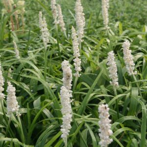 Liriope muscari 'Monroe White'