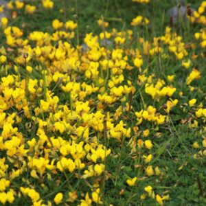 Lotus corniculatus