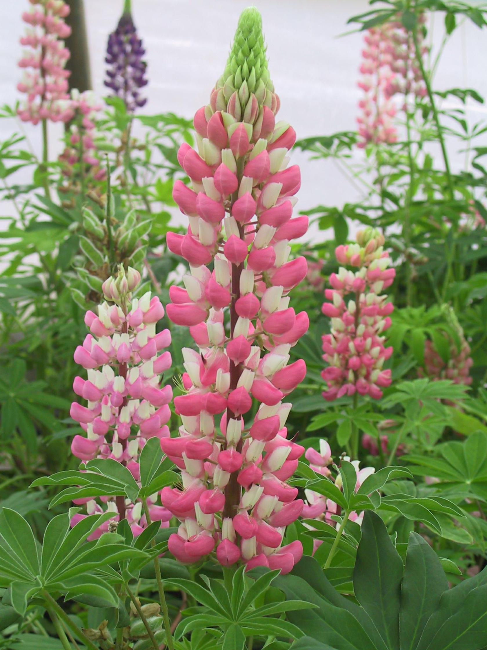 Lupinus polyphyllus 'Schloßfrau'