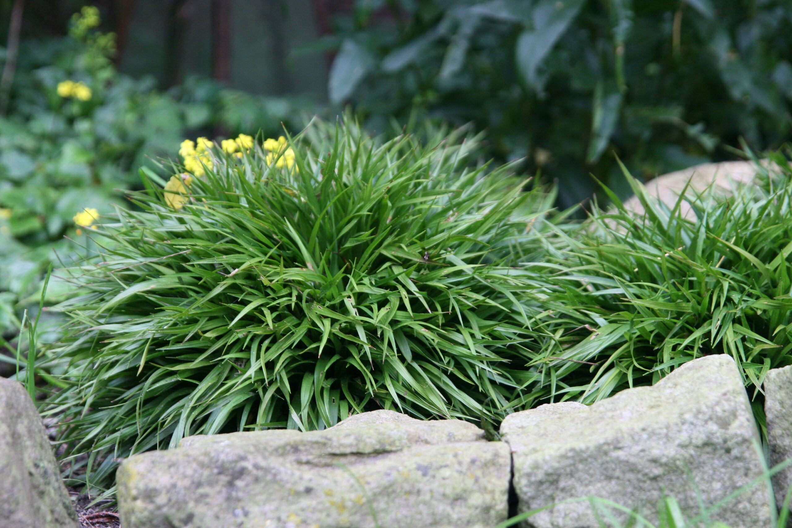 Luzula pilosa 'Igel'