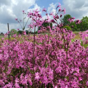 Lychnis flos-cuculi