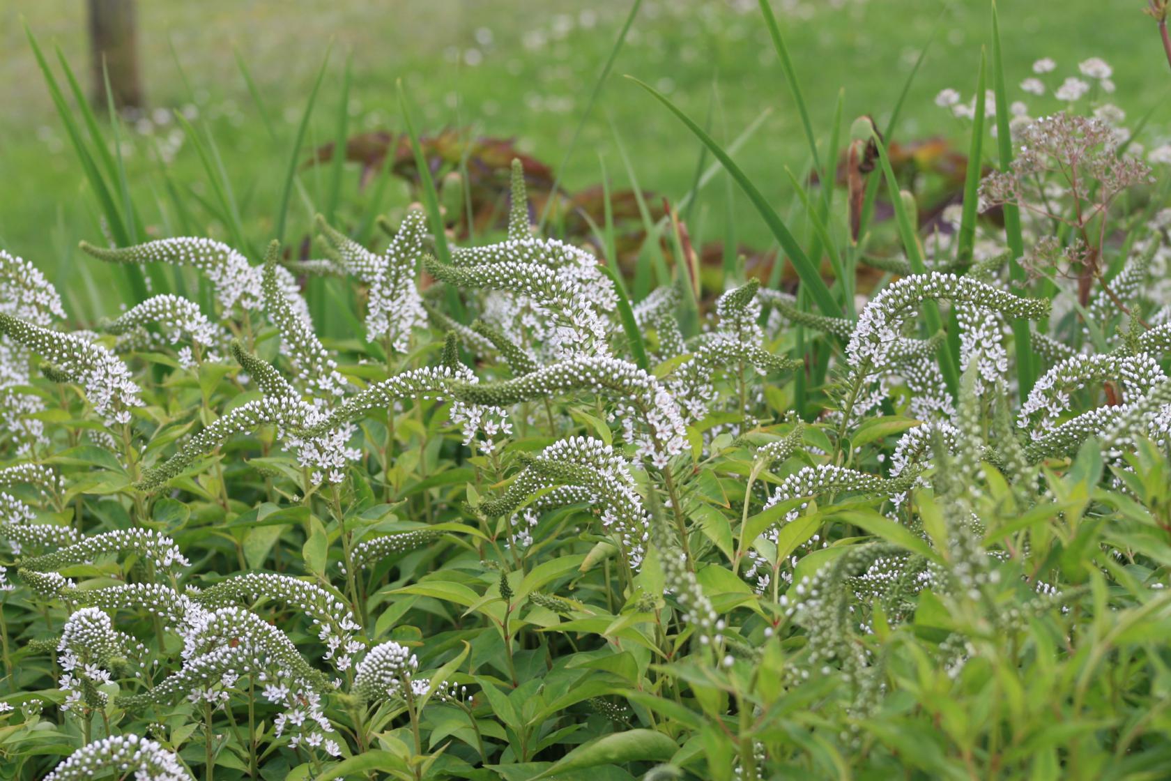 Lysimachia barystachys
