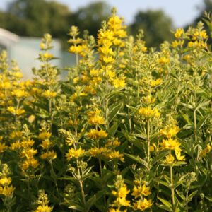 Lysimachia punctata