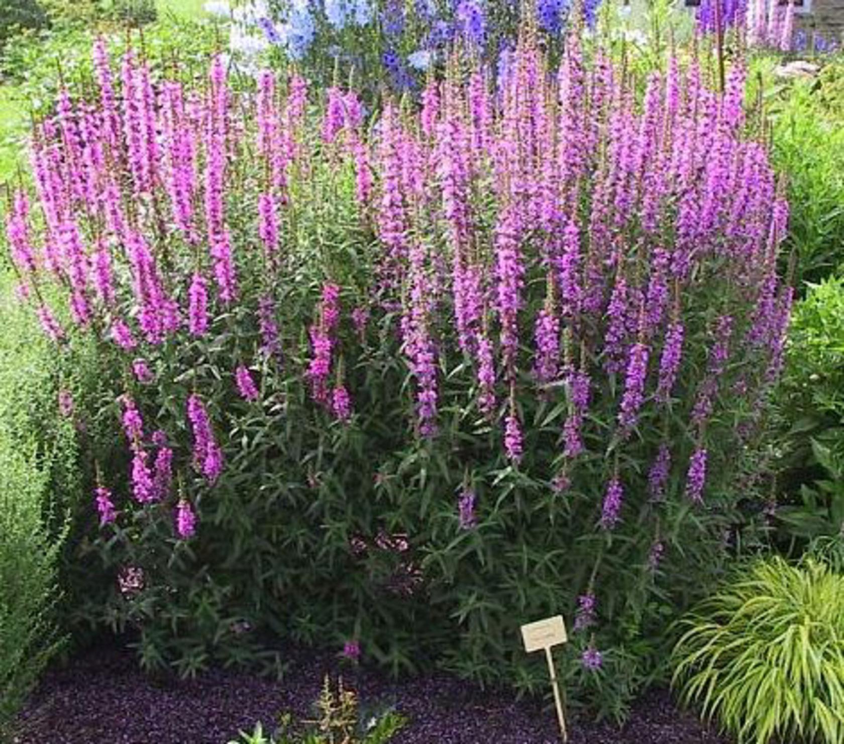 Lythrum salicaria