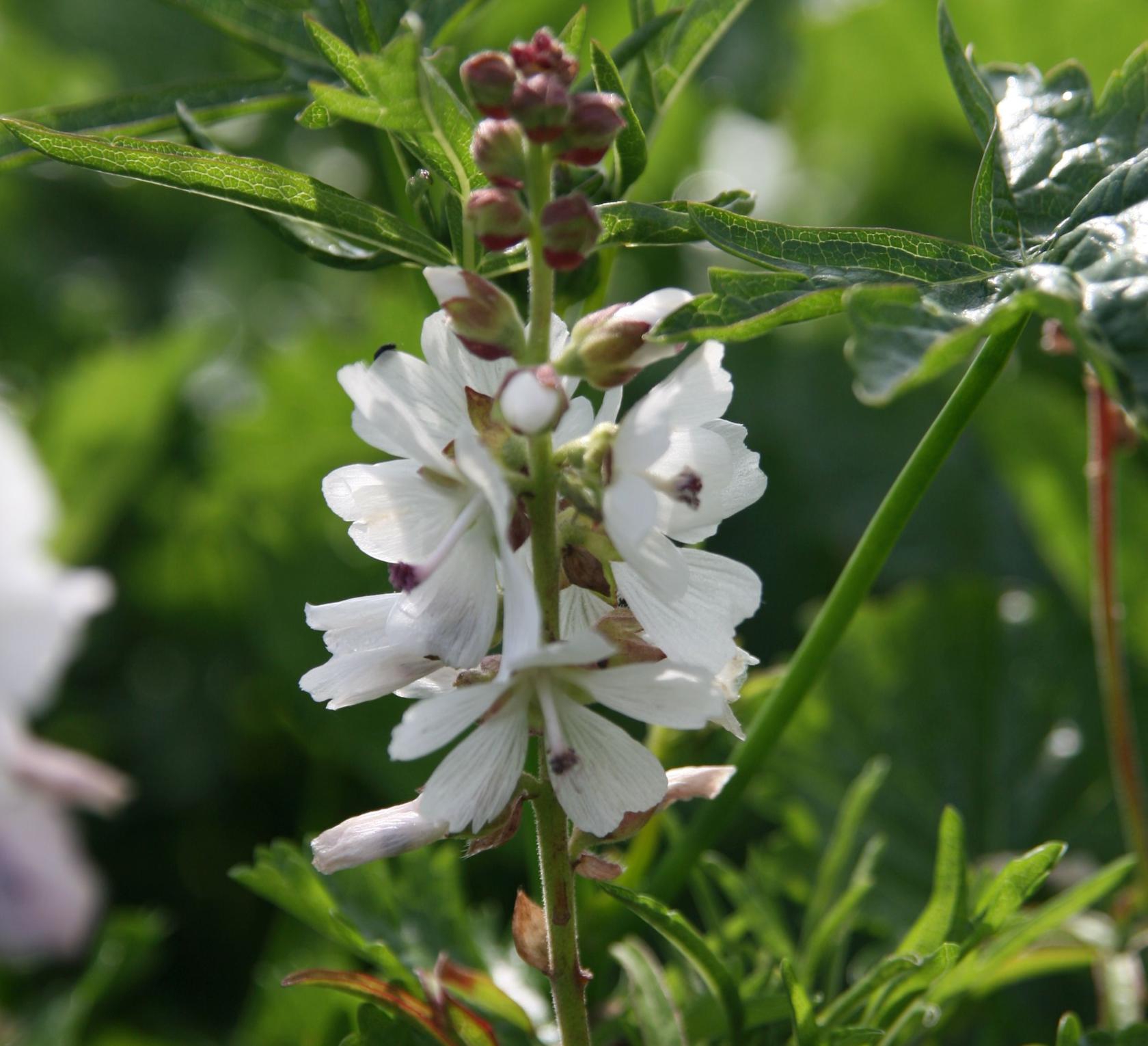 Malva moschata 'Alba'