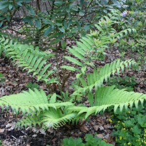 Matteuccia orientalis
