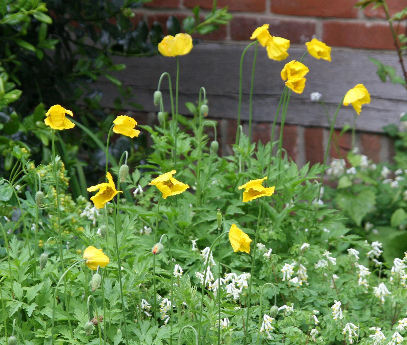 Papaver cambricum (Meconopsis)