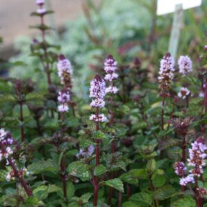 Mentha x cultorum `Cassis`