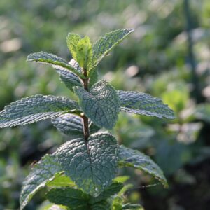 Mentha x Israelische Minze
