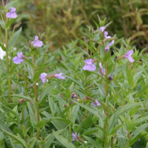 Mimulus ringens