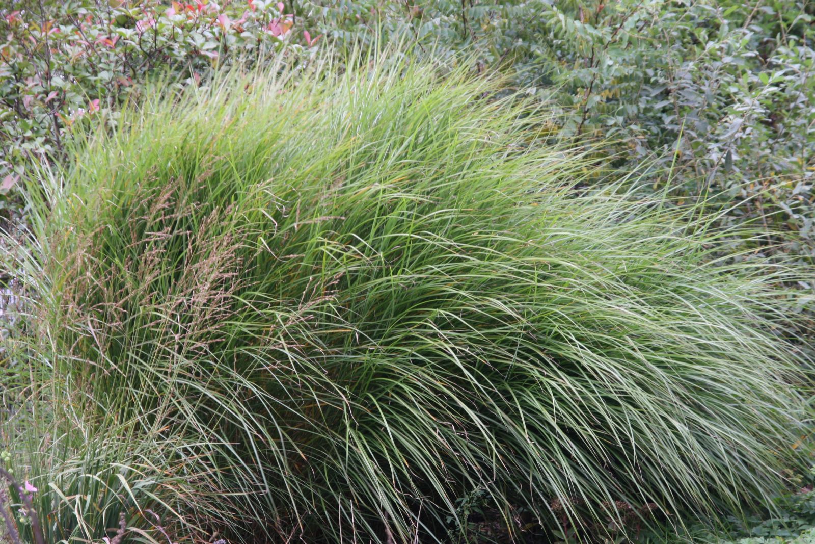 Miscanthus sinensis 'Gracillimus'