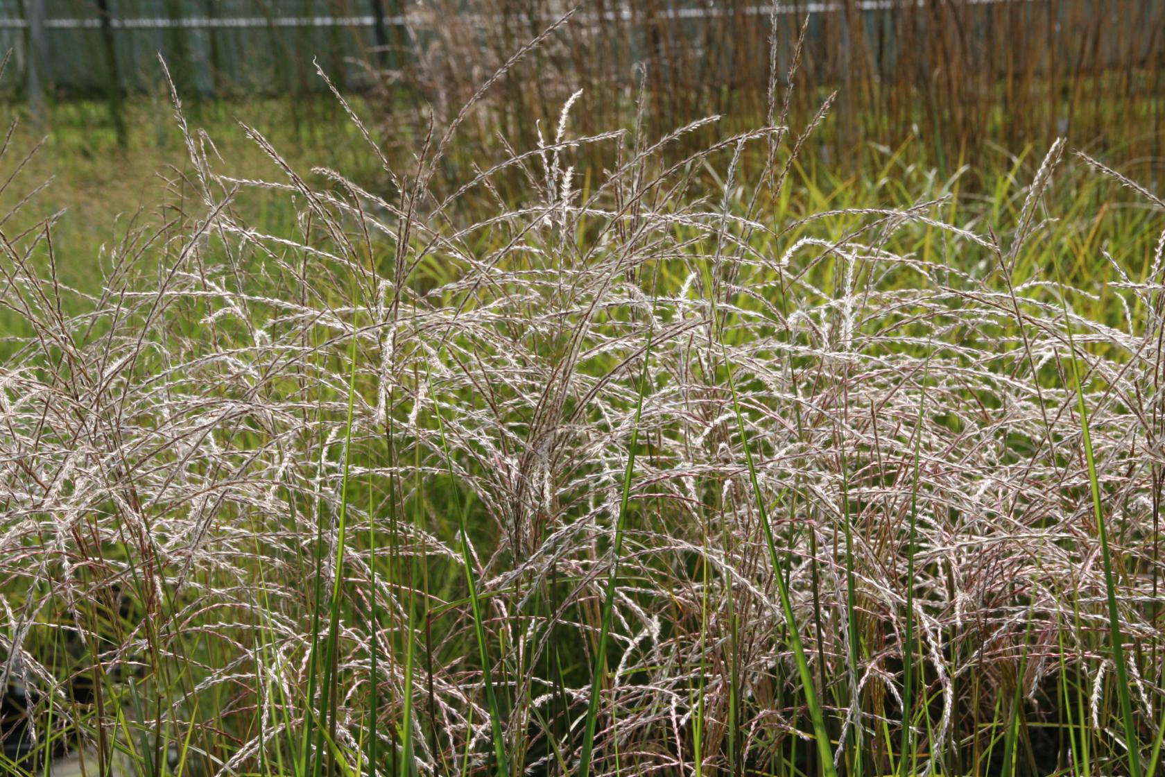 Miscanthus sinensis 'Kleine Fontäne'
