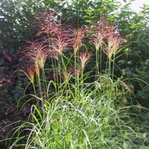 Miscanthus sinensis 'Pünktchen'