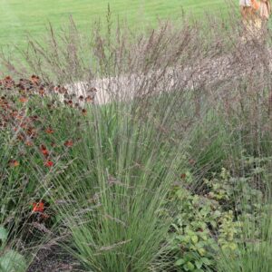 Molinia caerulea 'Edith Dudszus'