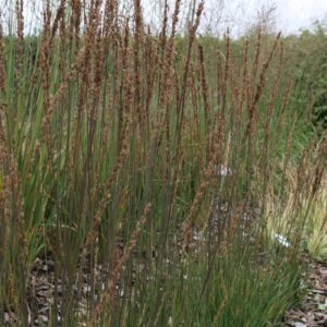 Molinia caerulea 'Moorhexe'