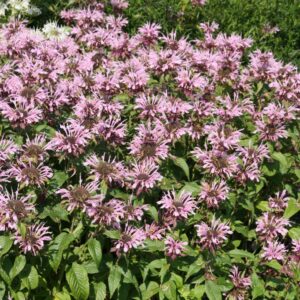 Monarda fistulosa ' Beauty of Cobham'