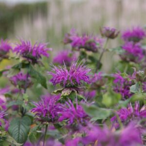 Monarda fistulosa 'Blaustrumpf'