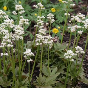 Mukdenia rossii 'Karasuba'