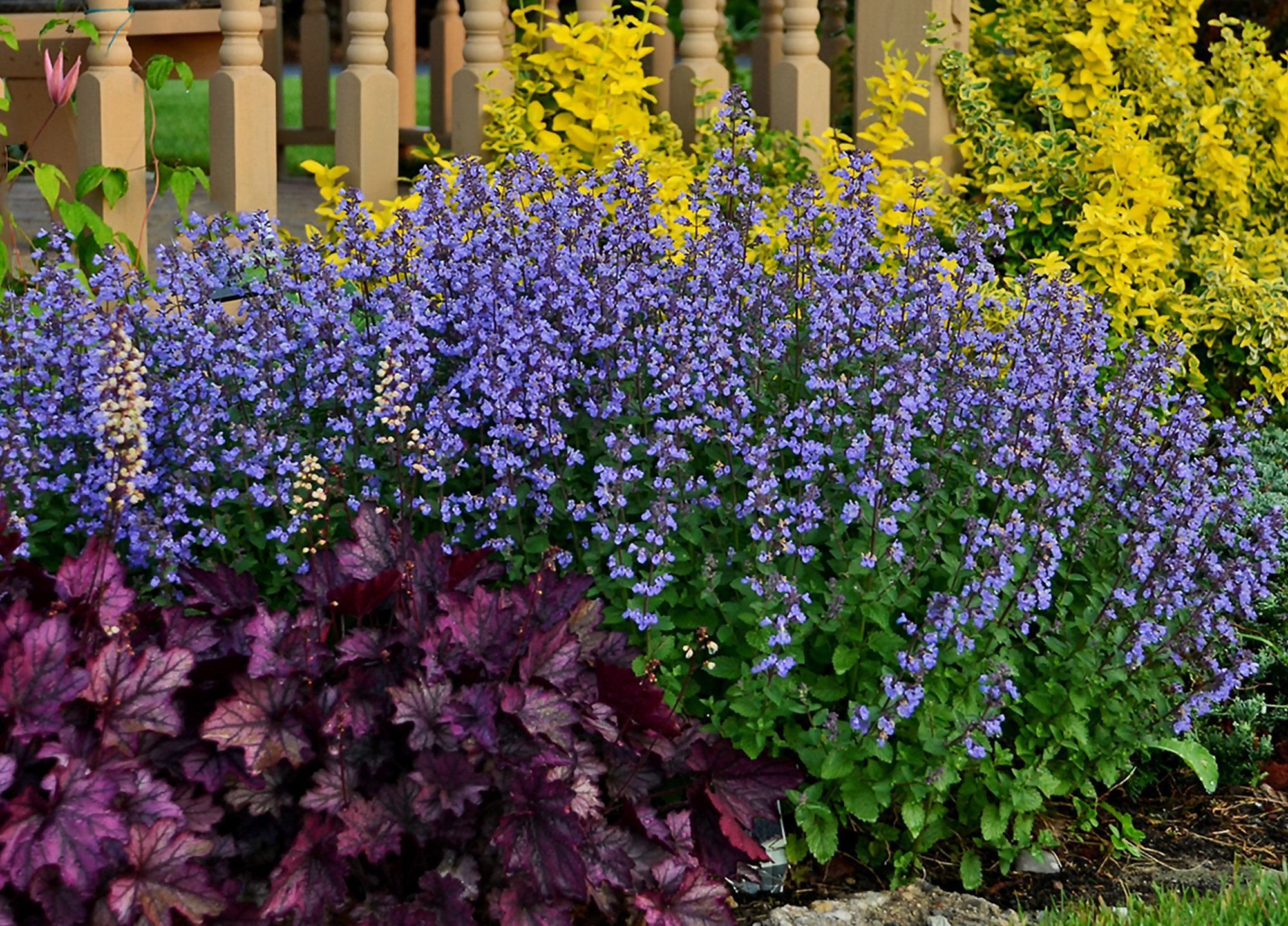 Nepeta x faassenii 'Purrsian Blue' (S)