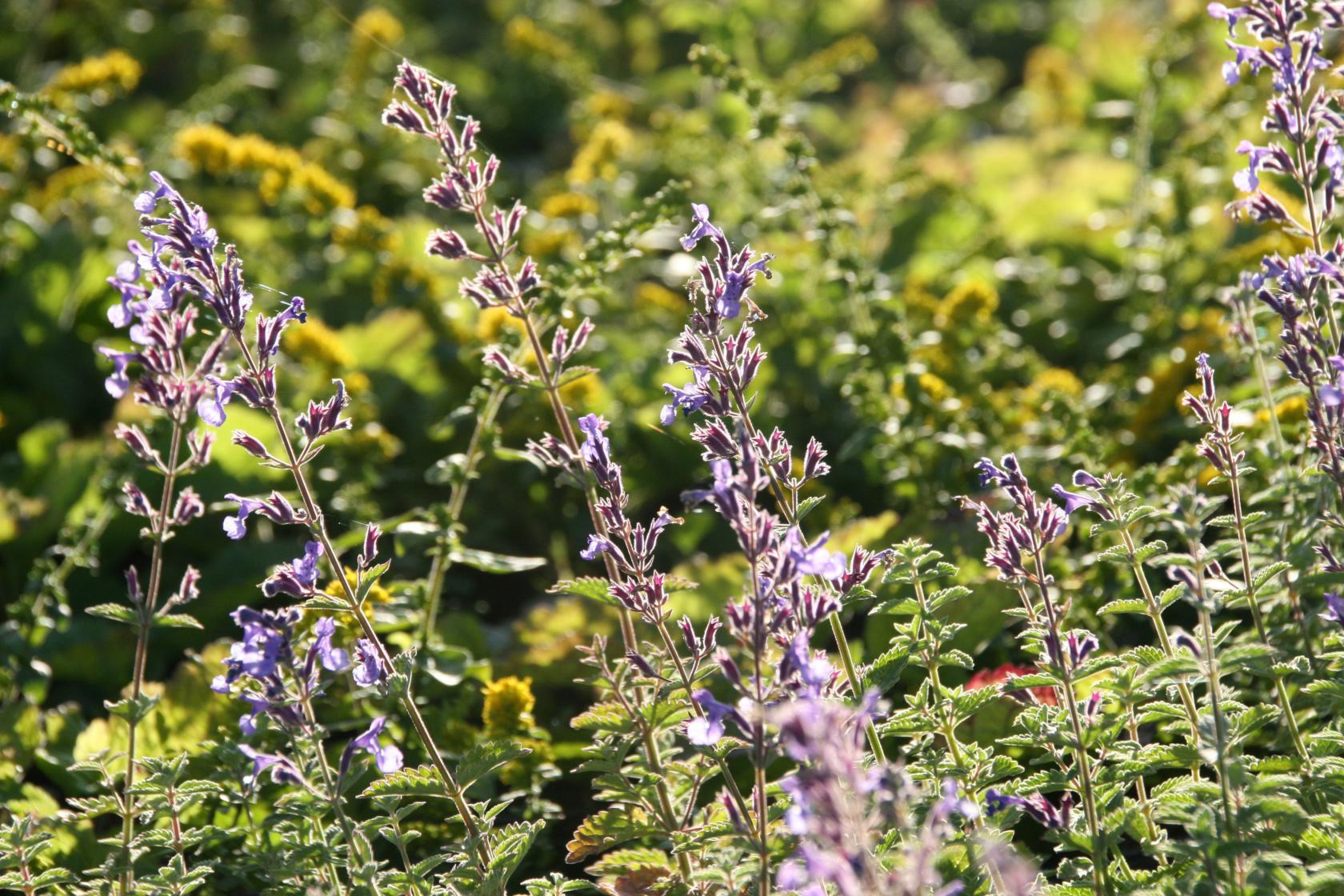 Nepeta x faassenii 'Junior Walker' (S)