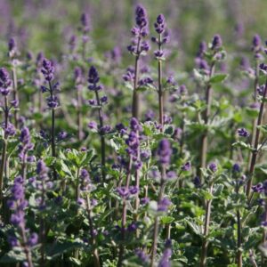 Nepeta x faassenii 'Kit Cat'