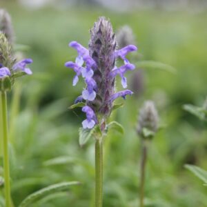 Nepeta nervosa