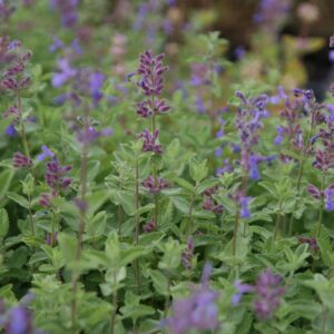 Nepeta racemosa   (-faassenii gen.)