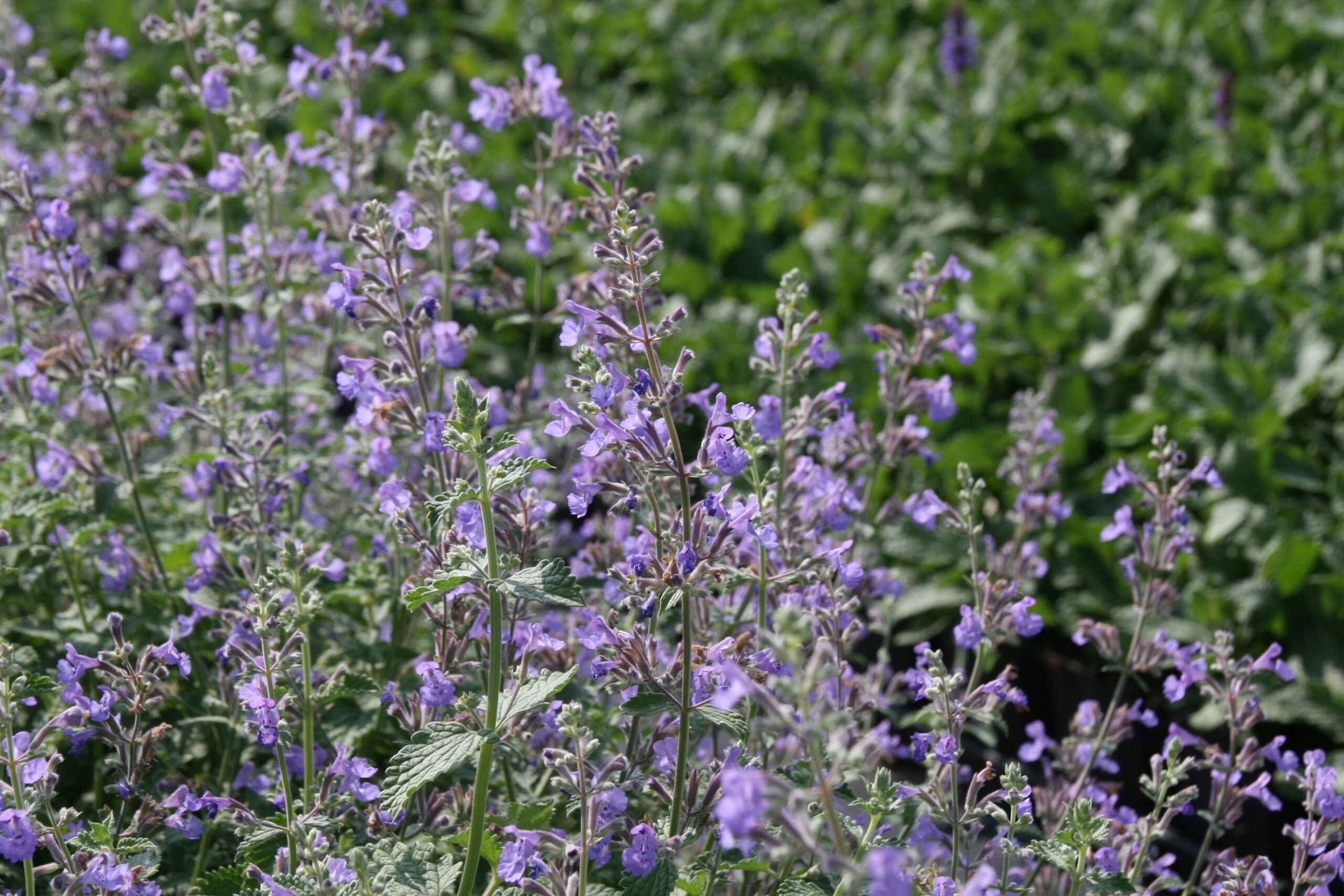 Nepeta x faassenii 'Six Hills Giant'