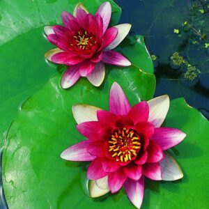 Nymphaea x cult. 'Attraction'