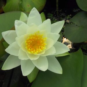 Nymphaea tuberosa 'Gladstoniana'