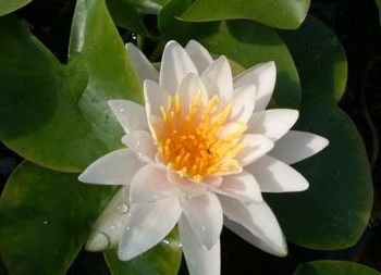 Nymphaea x cult. 'Walter Pagels'