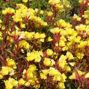Oenothera fruticosa 'Erica Robin'