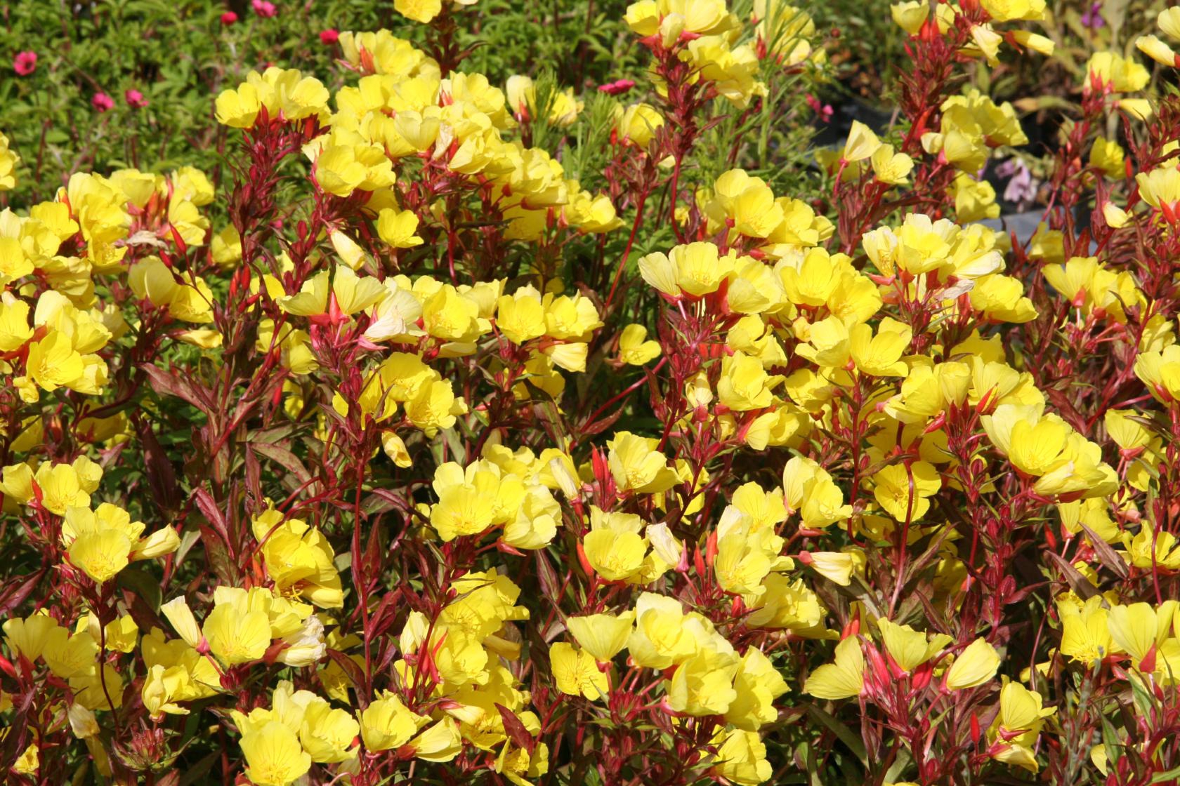 Oenothera fruticosa 'Erica Robin'