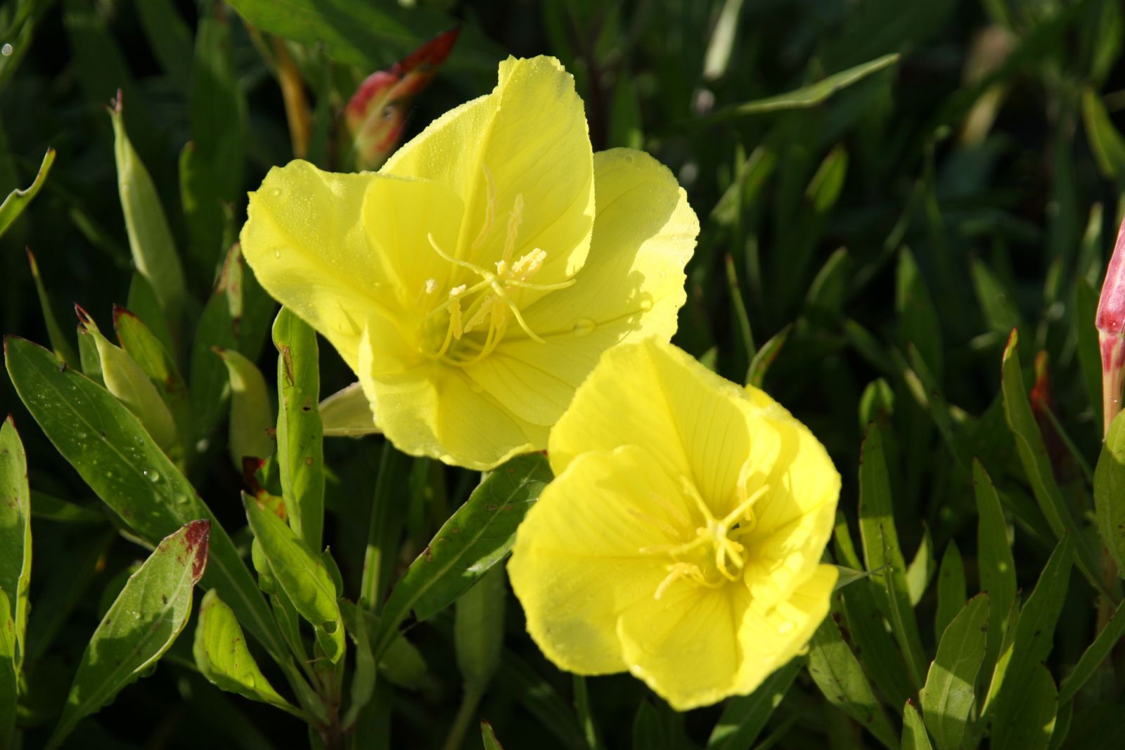 Oenothera macrocarpa ( - missouriensis)