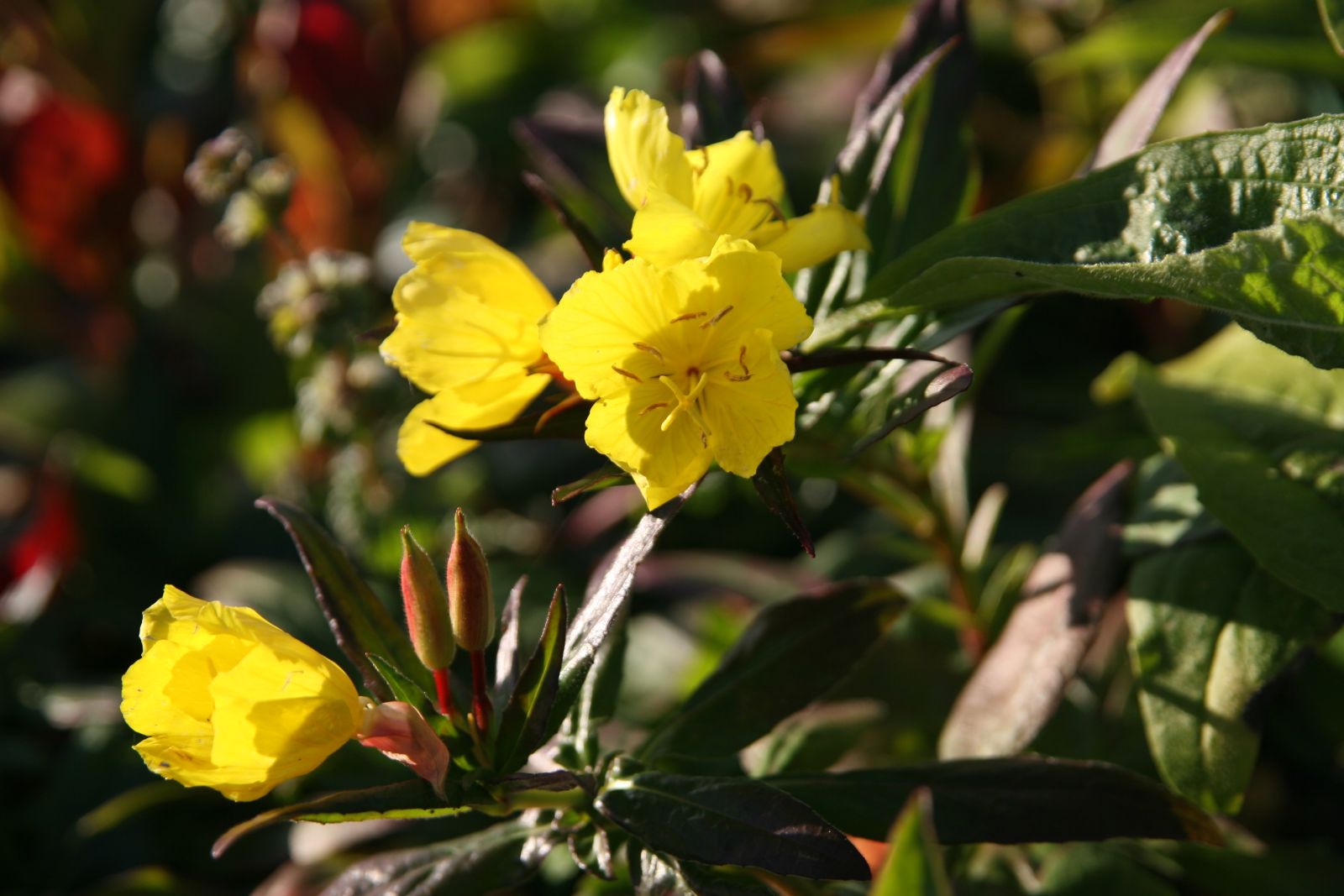 Oenothera fruticosa