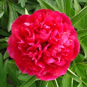 Paeonia officinalis 'Rubra Plena'