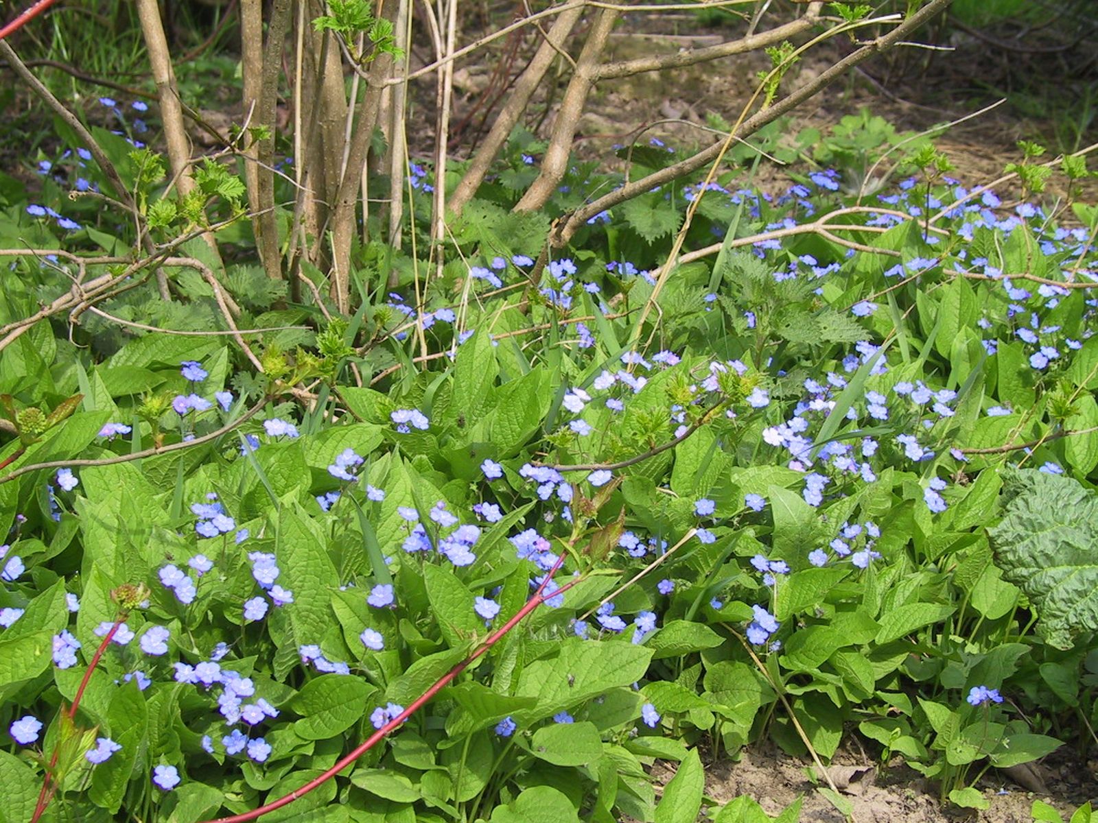 Omphalodes verna