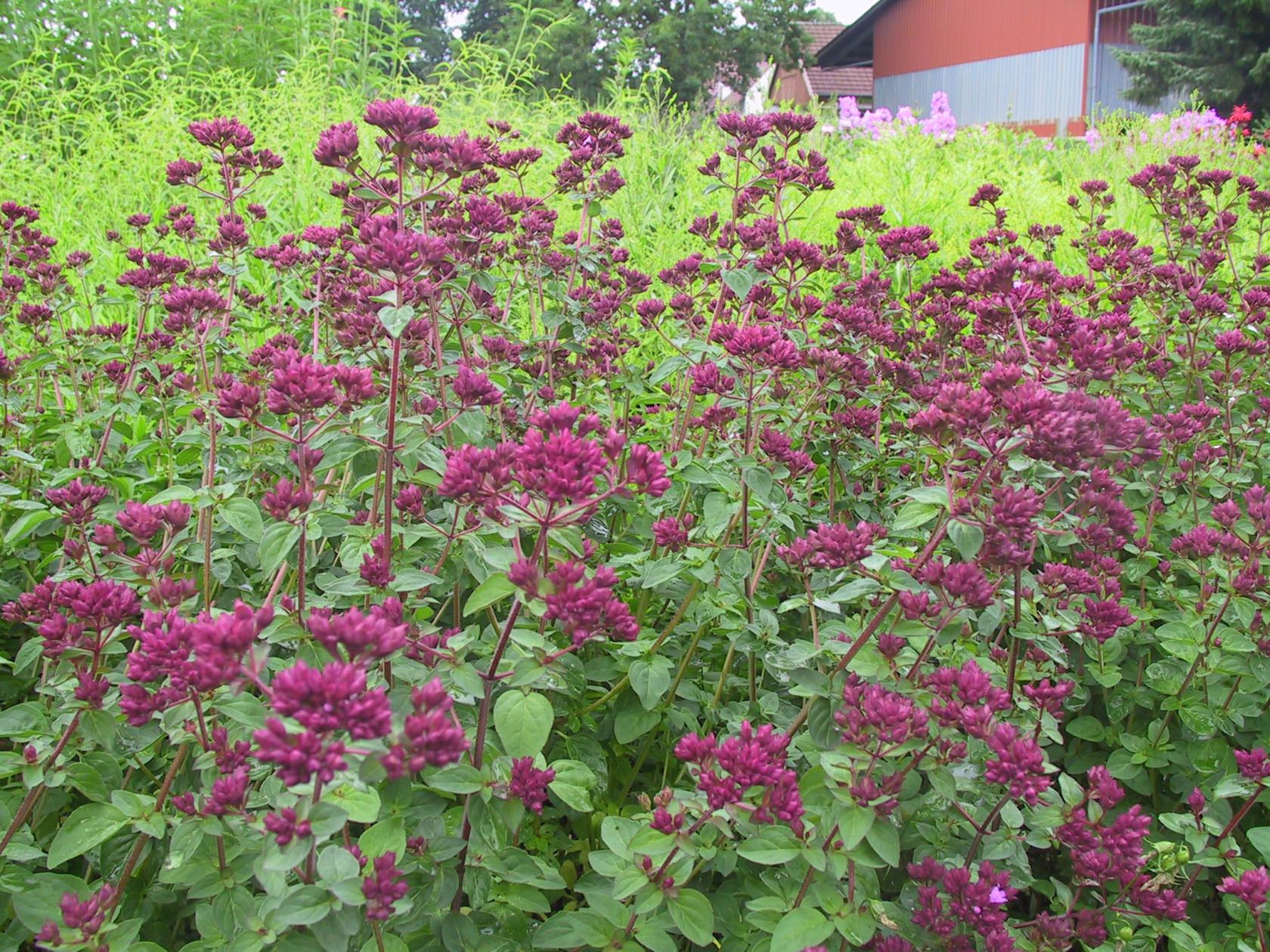 Origanum laevigatum 'Rosenkuppel'